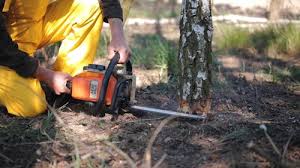 Best Tree Mulching  in Utica, OH