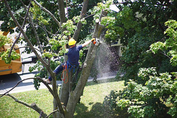 Best Leaf Removal  in Utica, OH